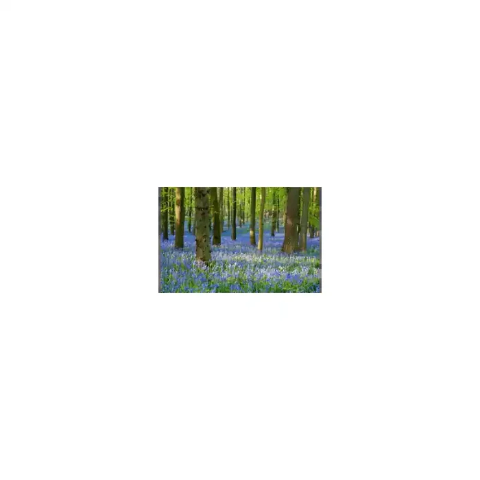 Fotomural Paisaje Flores FNA008, 100cm. x 67cm., Vinilo Autoadhesivo Mate, Todo Color, Original, 0x0x0x0 cm.