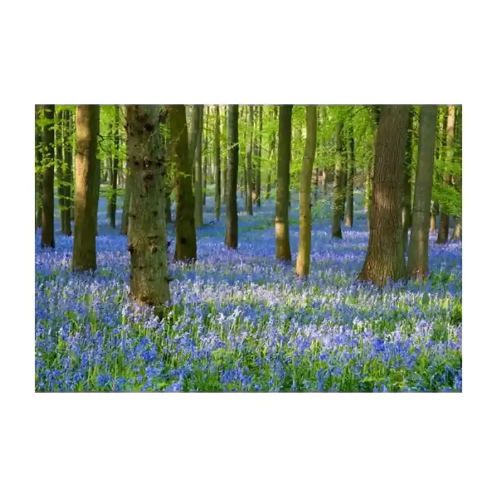 Fotomural Paisaje Flores FNA008, 190cm. x 126.3cm., Vinilo Autoadhesivo Mate, Todo Color, Original, 0x0x0x0 cm.