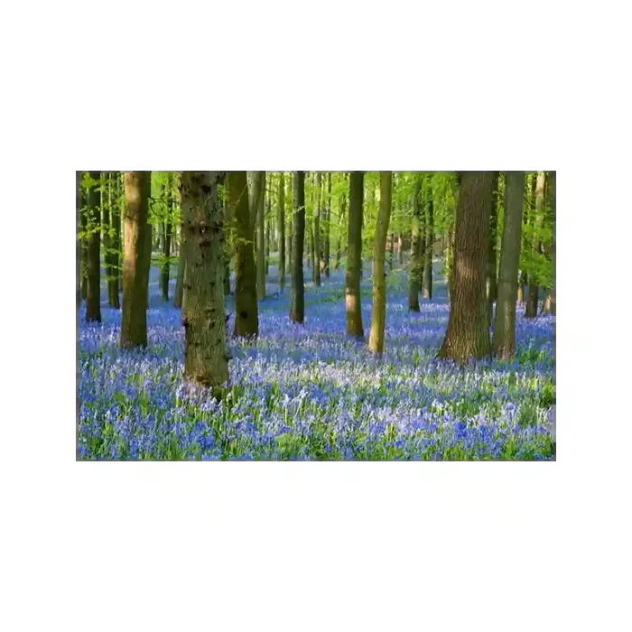 Fotomural Paisaje Flores FNA008, 265cm. x 160cm., Vinilo Autoadhesivo Mate, Todo Color, Original, 0x4.27x0x11.95 cm.