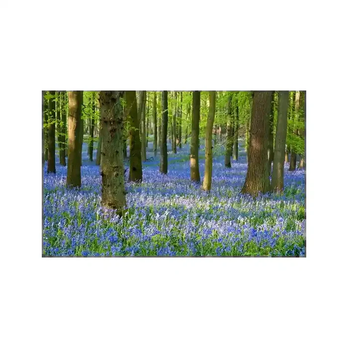 Fotomural Paisaje Flores FNA008, 270cm. x 170cm., Vinilo Autoadhesivo Mate, Todo Color, Original, 0x4.77x0x4.77 cm.