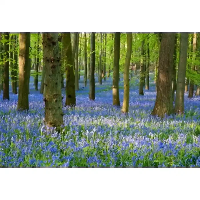 Fotomural Paisaje Flores FNA008, 350cm. x 230cm., Vinilo Autoadhesivo Mate, Todo Color, Original, 0x0x0x0 cm.