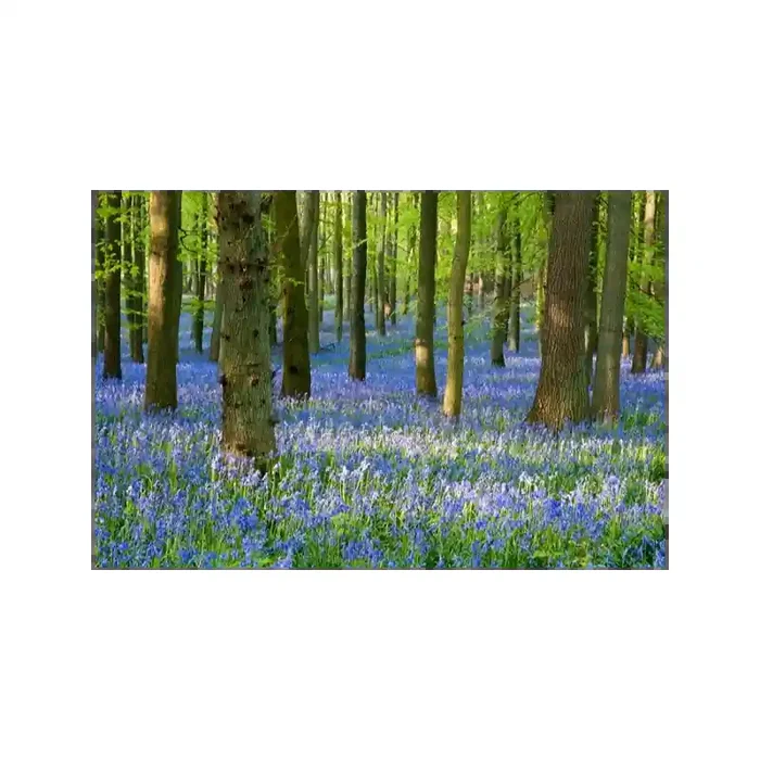Fotomural Paisaje Flores FNA008, 350cm. x 230cm., Vinilo Autoadhesivo Mate, Todo Color, Original, 0x1.37x0x1.37 cm.