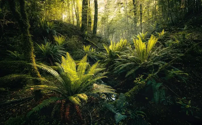 fotomural paisaje forestal verde de Sanders & Sanders – 612691