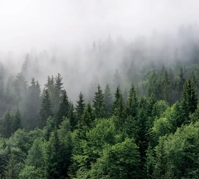 fotomural paisaje montañoso con árboles verde de Sanders & Sanders – 601174