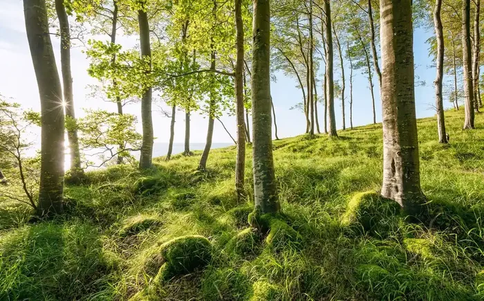 fotomural paisaje verde y azul de Sanders & Sanders – 612683