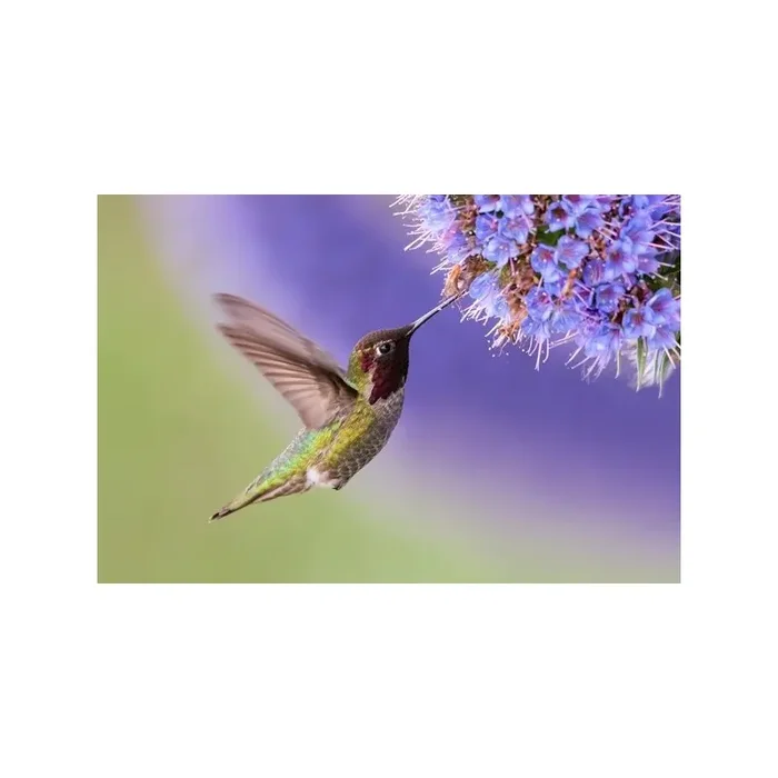Fotomural Pájaro FAN028
