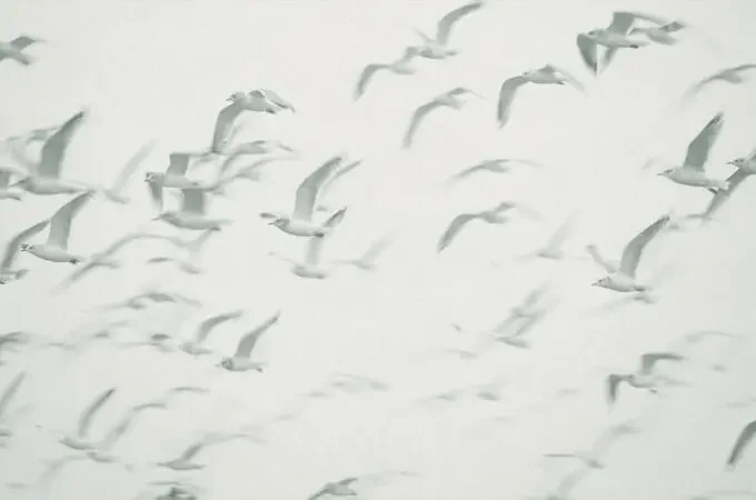 fotomural pájaros azul y verde de Sanders & Sanders – 640890