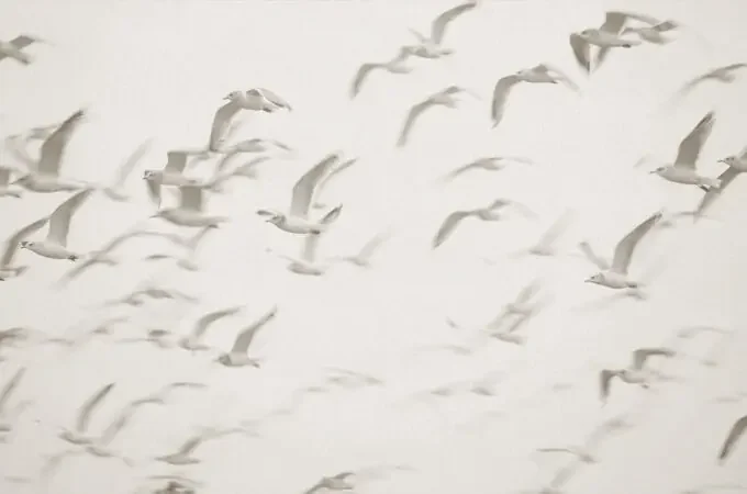 fotomural pájaros beige de Sanders & Sanders – 640889