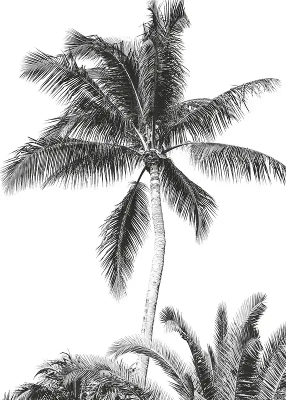 fotomural palmeras blanco y negro de Komar – 610833