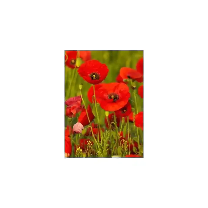 Fotomural Papoulas FFL008, 220cm. x 299.88cm., Vinilo Autoadhesivo Mate, Todo Color, Invertir, 110.25x0x0x0 cm.