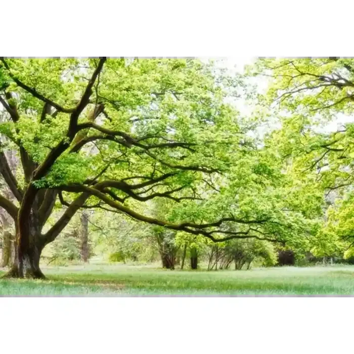 Fotomural Parque FNA006, 100cm. x 67cm., Vinilo Autoadhesivo Mate, Todo Color, Invertir, 0x0x0x0 cm.
