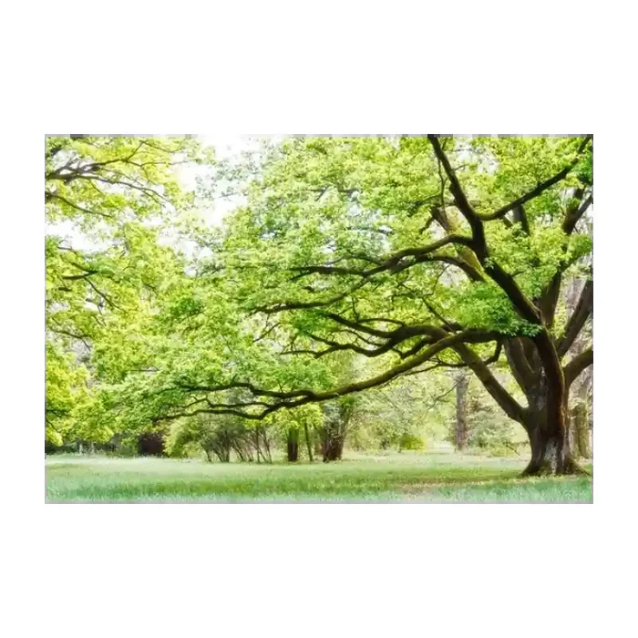 Fotomural Parque FNA006, 100cm. x 67cm., Vinilo Autoadhesivo Mate, Todo Color, Original, 0x0x0x0 cm.