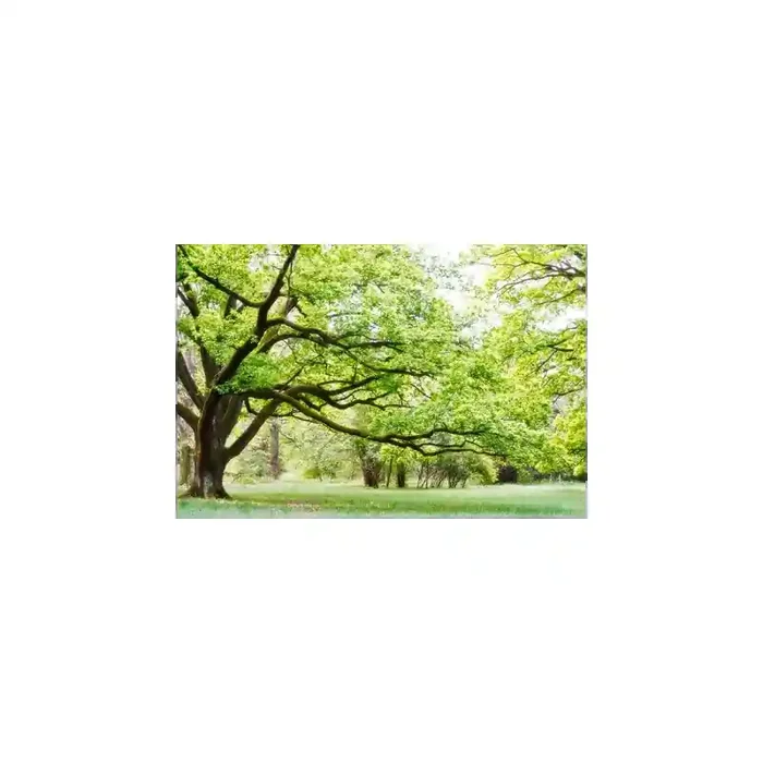 Fotomural Parque FNA006, 120cm. x 215cm., Vinilo Autoadhesivo Mate, Todo Color, Invertir, 0x0x0x0 cm.