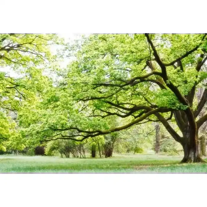 Fotomural Parque FNA006, 120cm. x 80cm., Vinilo Autoadhesivo Mate, Todo Color, Original, 0x0x0x0 cm.