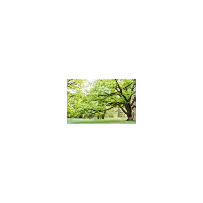 Fotomural Parque FNA006, 150cm. x 120cm., Vinilo Autoadhesivo Mate, Todo Color, Original, 0x0x0x0 cm.