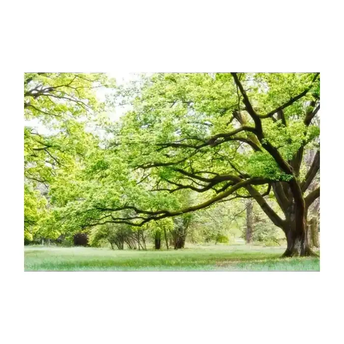 Fotomural Parque FNA006, 190cm. x 126.7cm., Vinilo Autoadhesivo Mate, Todo Color, Original, 0x0x0x0 cm.