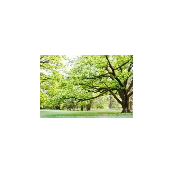 Fotomural Parque FNA006, 260cm. x 215cm., Vinilo Autoadhesivo Mate, Todo Color, Original, 0x0x0x0 cm.