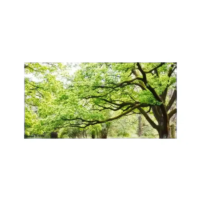 Fotomural Parque FNA006, 400cm. x 200cm., Vinilo Autoadhesivo Mate, Todo Color, Original, 0x33.33x0x33.33 cm.