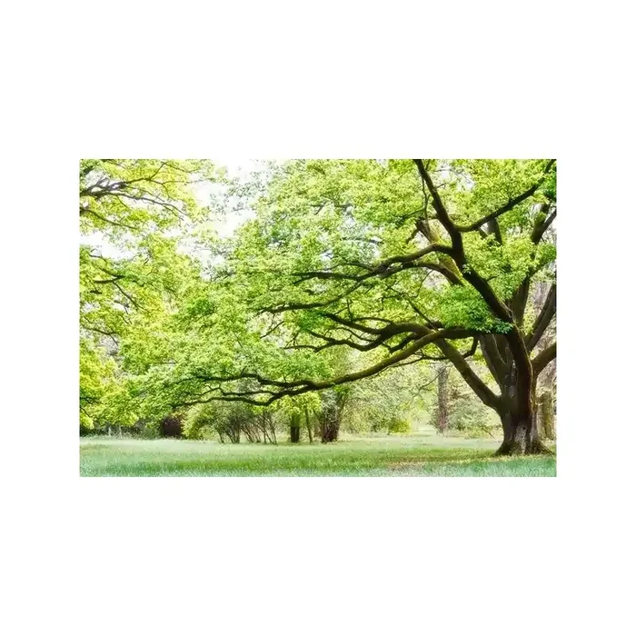 Fotomural Parque FNA006