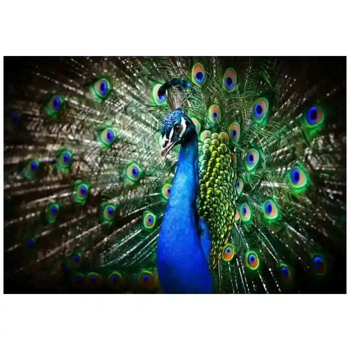 Fotomural Pavo Real FAN002, 100cm. x 70cm., Vinilo Autoadhesivo Mate, Todo Color, Original, 0x0x0x0 cm.