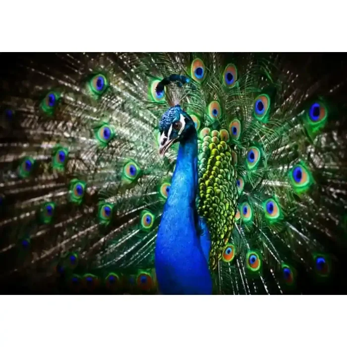 Fotomural Pavo Real FAN002, 115cm. x 80.5cm., Vinilo Autoadhesivo Mate, Todo Color, Original, 0x0x0x0 cm.