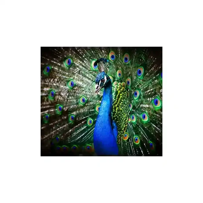 Fotomural Pavo Real FAN002, 240cm. x 210cm., Vinilo Autoadhesivo Mate, Todo Color, Original, 24x0x24x0 cm.