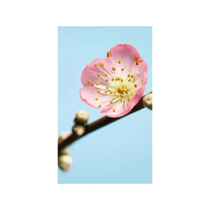 Fotomural PEACH BLOSSOM