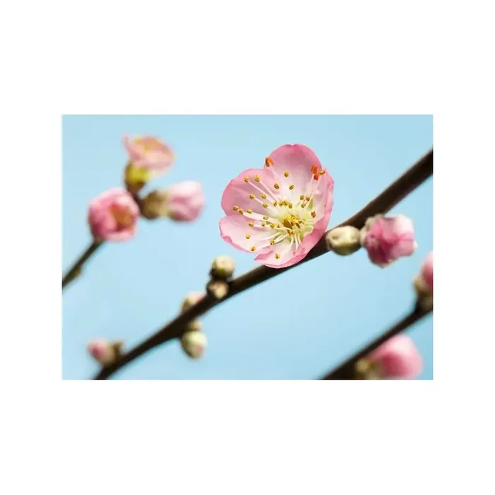 Fotomural PEACH BLOSSOM