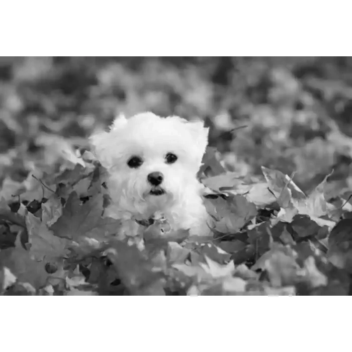 Fotomural Perrito FAN021, 120cm. x 80cm., Vinilo Autoadhesivo Mate, Blanco y Negro, Invertir, 0x0x0x0 cm.