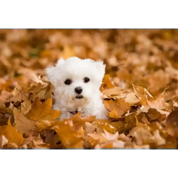 Fotomural Perrito FAN021, 120cm. x 80cm., Vinilo Autoadhesivo Mate, Todo Color, Invertir, 0x0x0x0 cm.
