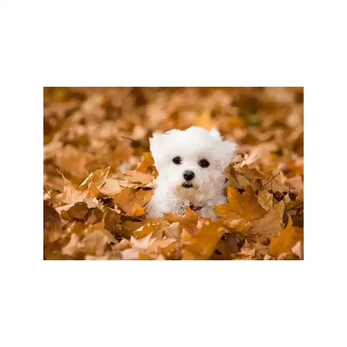 Fotomural Perrito FAN021