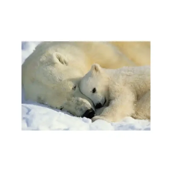 Fotomural POLAR BEARS