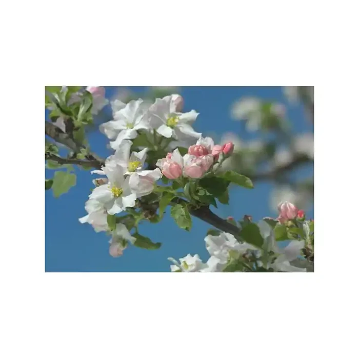 Fotomural PRIMAVERA