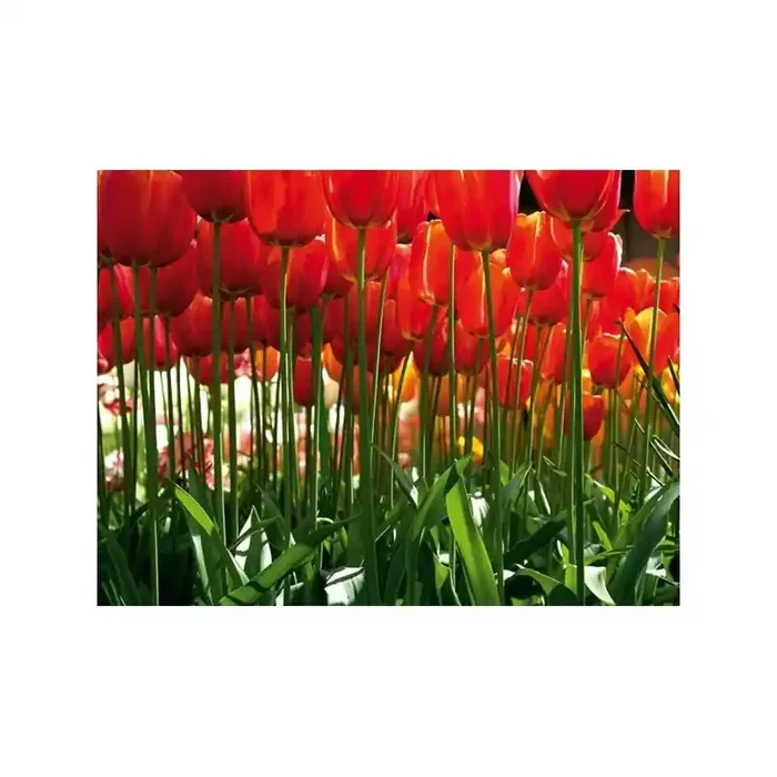 Fotomural RED TULIPS FT-0137