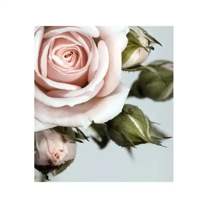 Fotomural ROSE FTL-1606