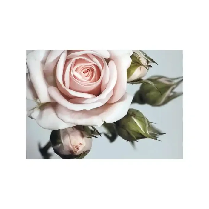 Fotomural ROSE