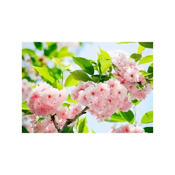 Fotomural SAKURA BLOSSOM