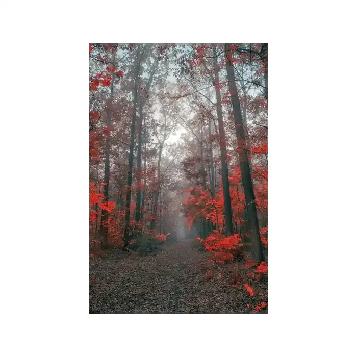 Fotomural Sendero Bosque FPR027, 100cm. x 150cm., Vinilo Autoadhesivo Mate, Todo Color, Original, 0x0x0x0 cm.