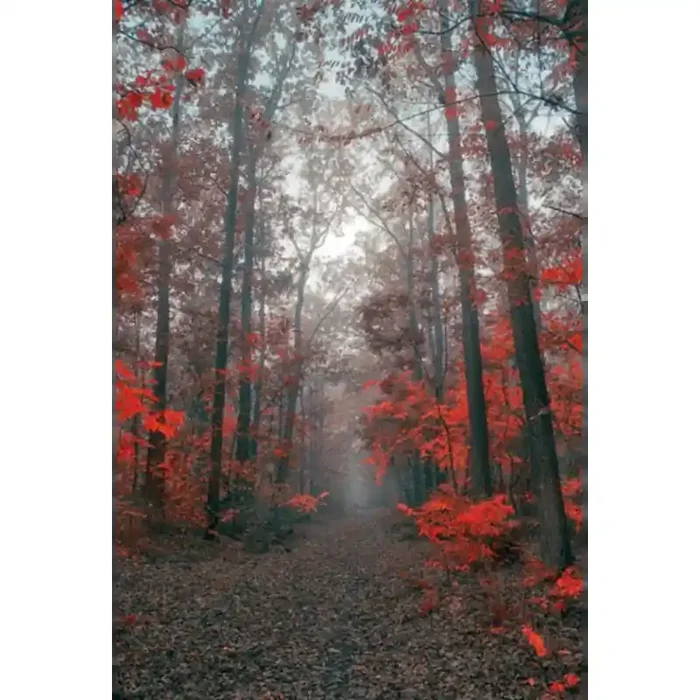 Fotomural Sendero Bosque FPR027, 145cm. x 217.5cm., Vinilo Autoadhesivo Mate, Todo Color, Original, 0x0x0x0 cm.