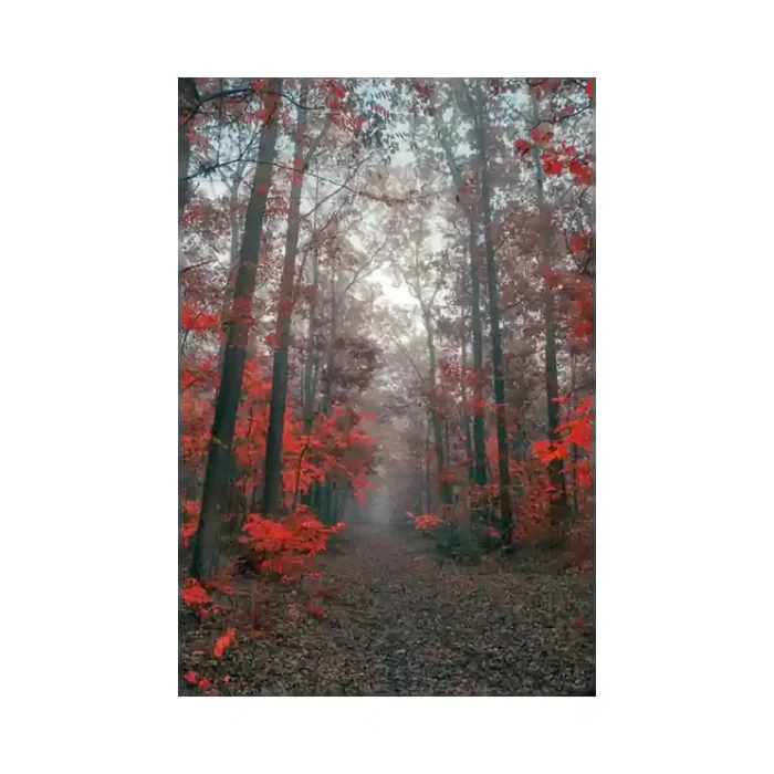 Fotomural Sendero Bosque FPR027, 200cm. x 300cm., Vinilo Autoadhesivo Mate, Todo Color, Invertir, 0x0x0x0 cm.