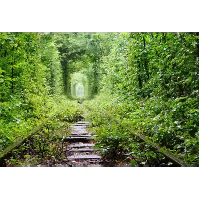 Fotomural Sendero Bosque FPR034, 100cm. x 67cm., Vinilo Autoadhesivo Mate, Todo Color, Original, 0x0x0x0 cm.