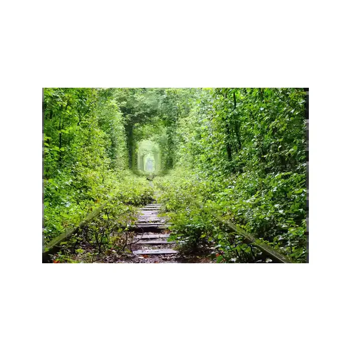 Fotomural Sendero Bosque FPR034, 249.3cm. x 167cm., Vinilo Autoadhesivo Mate, Todo Color, Original, 0.6x0x0.6×0 cm.