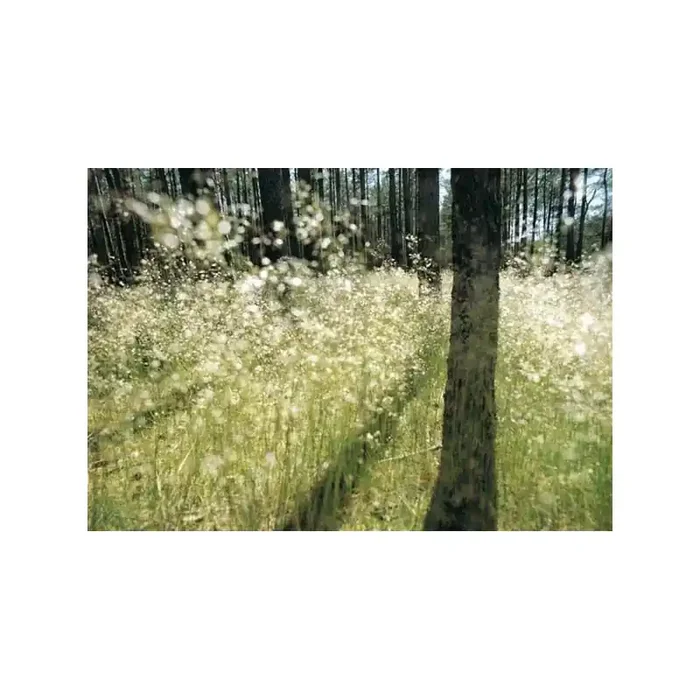 Fotomural SPARKLING LIGHT