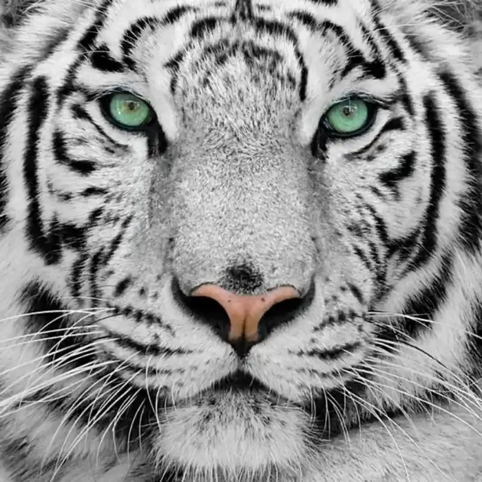 Fotomural Tigre FAN001, 100cm. x 100cm., Vinilo Autoadhesivo Mate, Todo Color, Original, 0x0x0x0 cm.
