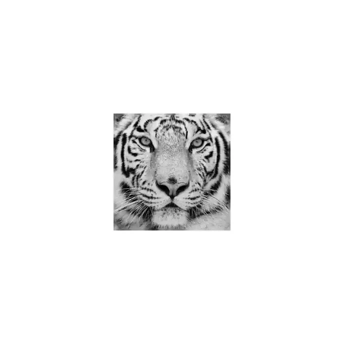 Fotomural Tigre FAN001, 135cm. x 110cm., Vinilo Autoadhesivo Mate, Blanco y Negro, Original, 0x0x0x0 cm.