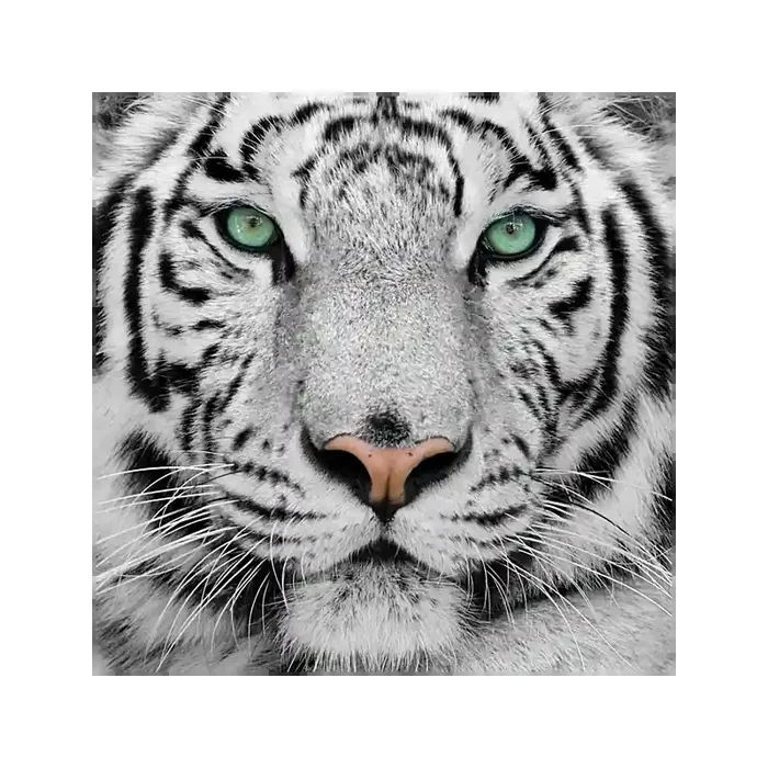 Fotomural Tigre FAN001, 140cm. x 140cm., Vinilo Autoadhesivo Mate, Todo Color, Original, 0x0x0x0 cm.