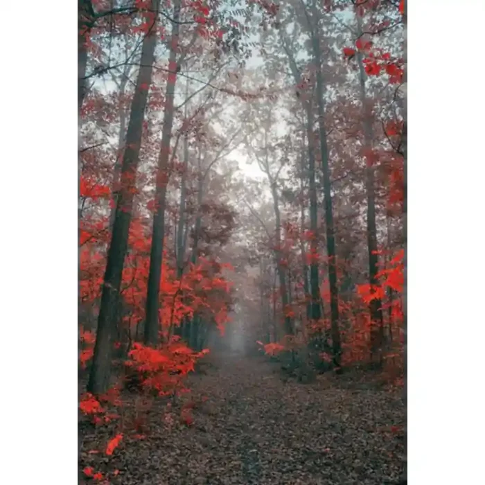 Fotomural Trilha da Floresta FPR027, 100cm. x 150cm., Vinilo Autoadhesivo Mate, Todo Color, Invertir, 0x0x0x0 cm.