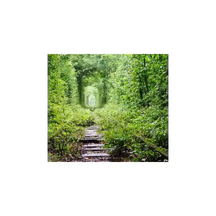 Fotomural Trilha da Floresta FPR034, 220cm. x 200cm., Vinilo Autoadhesivo Mate, Todo Color, Original, 29.33x0x29.33×0 cm.