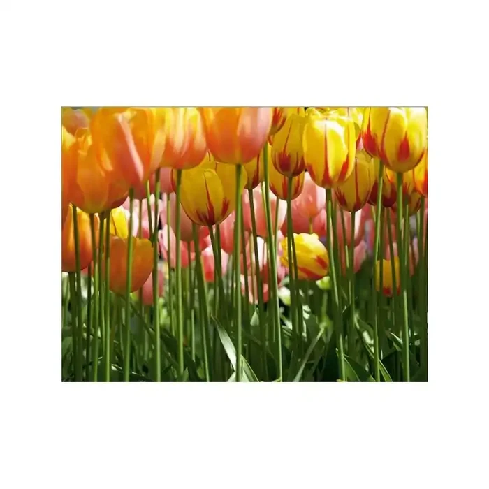 Fotomural TULIP BIG
