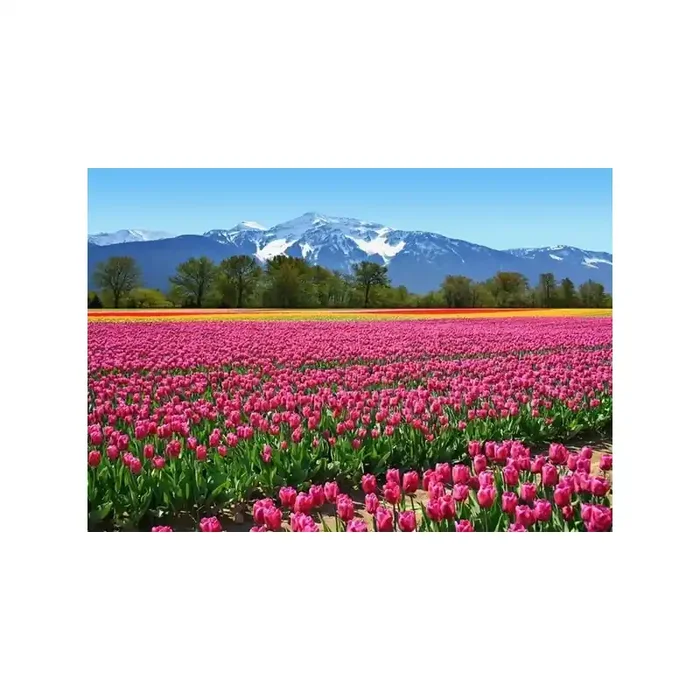 Fotomural TULIPS